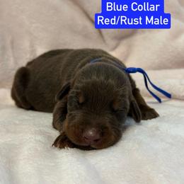 Blue Collar - Red and rust male Doberman Pinscher puppy in Lake City, Florida from Paintedcrazy Doberman Pinchers
