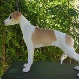 Whippet Puppies from Arwen Whippets
