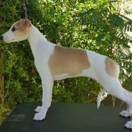 Whippet Puppies from Arwen Whippets