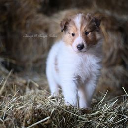 Hoyt - White Collie puppy in Festus, Missouri from Shining R Rough Collies