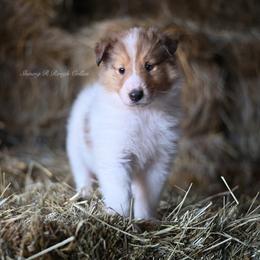 Hoyt - White Collie puppy in Festus, Missouri from Shining R Rough Collies