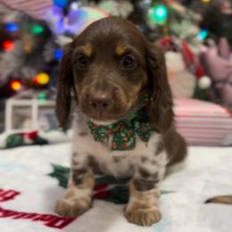 Dachshund and French Bulldog Puppies from AZ Royal Doxies llc