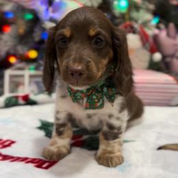 Dachshund and French Bulldog Puppies from AZ Royal Doxies llc