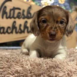 Agnes - Piebald female Dachshund puppy in Whitesboro, Texas from Whitesboro Dachshund