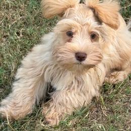 Lil bit of Ginger - Wheaten female Miniature Schnauzer puppy in Groesbeck, Texas from Ranch 4M