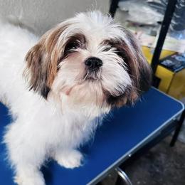 Shorkies from Hope Shih tzu and Shorkie