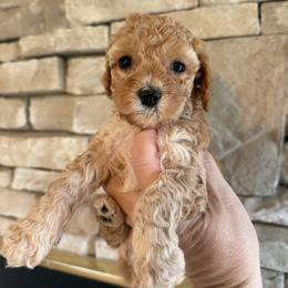 Calliope - Red female Cockapoo puppy in Connersville, Indiana from MoonShine Babies
