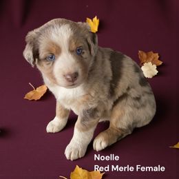 Noelle - Red merle female Miniature Australian Shepherd puppy in Mountainburg, Arkansas from Stonehill Aussies