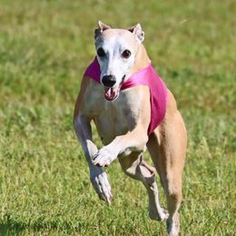 Sky - Whippet