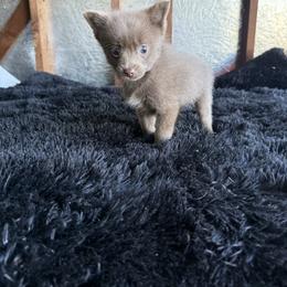 Boy 2 - Lavender male Pomeranian puppy in El Sobrante, California from Little Lovers Kennels, LLC