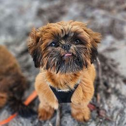 Karma - Shih Tzu