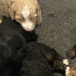 Yellow - Red female Bernedoodle puppy in Willow Grove, Pennsylvania from Forest Family Doodles