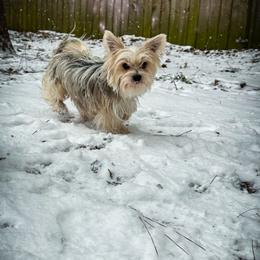Yorkshire Terrier All Grown Up from Wendy's Pawsitive Training, LLC