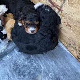 Bernedoodle Puppies from Better Day Bernedoodles