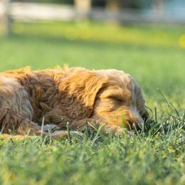 Bernedoodle and Goldendoodle Puppies from Camp Doodle Woods