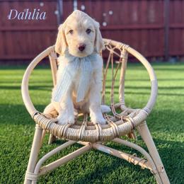 Dahlia - Cream female Goldendoodle puppy in Dallas County, Texas from Dream A Little Doodle