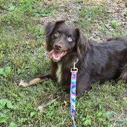 Grizzly - Australian Shepherd