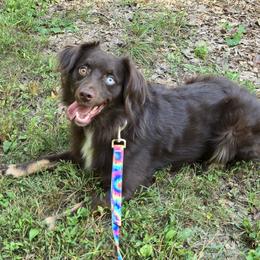 Grizzly - Australian Shepherd