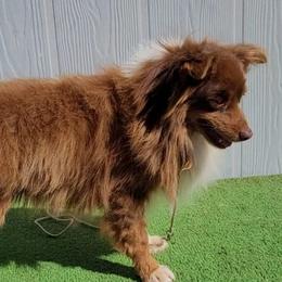 Cowboy - Miniature Australian Shepherd