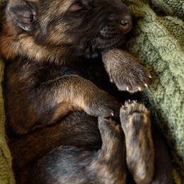 German Shepherd Puppies from Platz German Shepherds