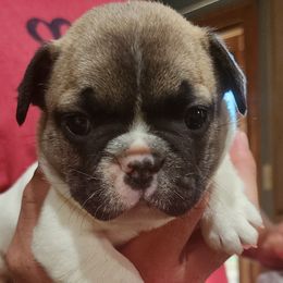 French Bulldogs from River City
