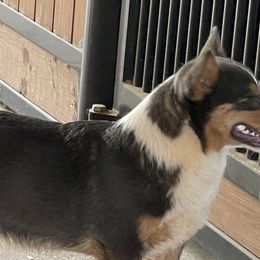 Louie - Pembroke Welsh Corgi
