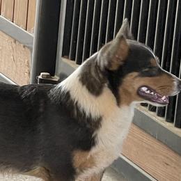 Louie - Pembroke Welsh Corgi