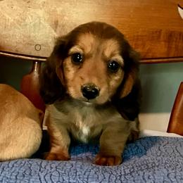 Vienna Sausage - Red female Dachshund puppy in Brave, Pennsylvania from Maple Moon Mini Dachshunds