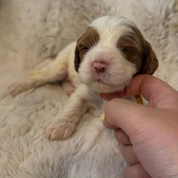 Boy 1 Zeus - Blenheim male Cavapoo puppy in Bountiful, Utah from PJs Puppy Love