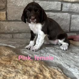 Pink - Liver and white female English Springer Spaniel puppy in Cincinnati, Ohio from Torco Play Acres