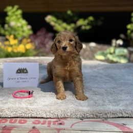 Pink Collar Girl - Red  female Goldendoodle puppy in Bigfork, Minnesota from Timber Rock Doodles