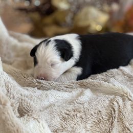 Anise - Black tri-color male Australian Shepherd puppy in Bethany, Connecticut from Wynter Thyme Manor Australian shepherds