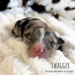 Swagger - Blue merle male Australian Shepherd puppy in Yarmouth, Iowa from HomeGrown Aussies