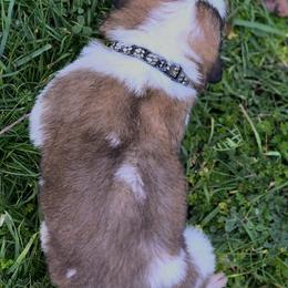 Saint Bernard Puppies from Eagle Mountain Saints