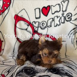 Zara - Chocolate and tan female Yorkshire Terrier puppy in Dierks, Arkansas from Yorkie’s Klassie Kreations