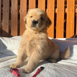 Thomas - Light golden male Golden Retriever puppy in North Pole, Alaska from Mulberry Retrievers