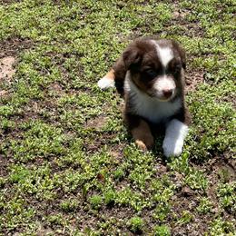 Red tri male - Red tri-color male Australian Shepherd puppy in Chino Valley, Arizona from Cu2 Aussies