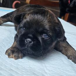 Sable rough girl - Wheaten female Brussels Griffon puppy in Huntsville, Alabama from Tammy's Brussels