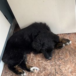 Australian Shepherd Puppies from Full Moon Aussies