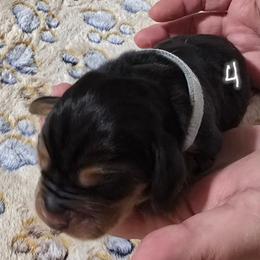 4 Light Blue - Black and brown male Basset Hound puppy in Moore, Oklahoma from Boomer Basset Hound Babies