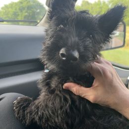 Scottish Terrier Puppies from Heart of America Scotties