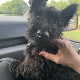 Scottish Terrier Puppies from Heart of America Scotties