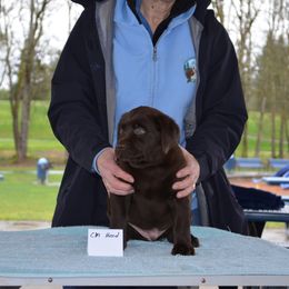 Labrador Retriever Puppies from SciFi Labradors