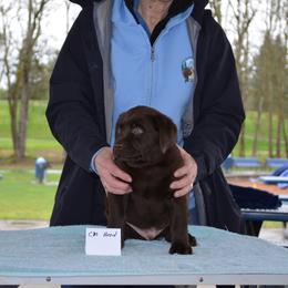 Labrador Retriever Puppies from SciFi Labradors