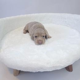 Zack Morris - Cream male Dachshund puppy in Perris, California from The Dach House