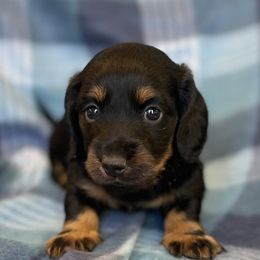 Boy 1 - Black and tan male Dachshund puppy in Belmont, Wisconsin from ATR Dachshunds