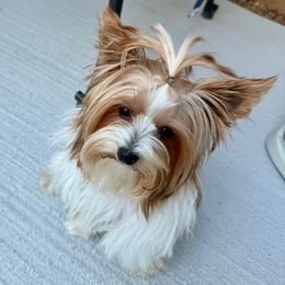 Chico - Yorkshire Terrier