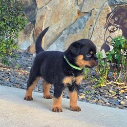 Willow - Black and mahogany female Rottweiler puppy in Loxahatchee, Florida from Vom hause Reto