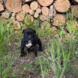 Boy 2 - Black male American Pit Bull Terrier puppy in Stanwood, Washington from Barajas Family Ranch