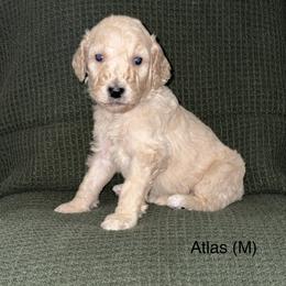 Atlas - Cream male Poodle puppy in Petal, Mississippi from Petal Poodles